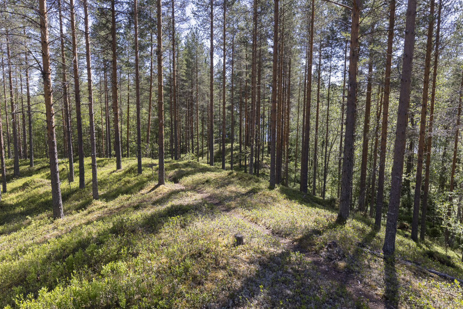 Kesäinen mäntymetsä kasvaa kumpuilevassa maastossa.