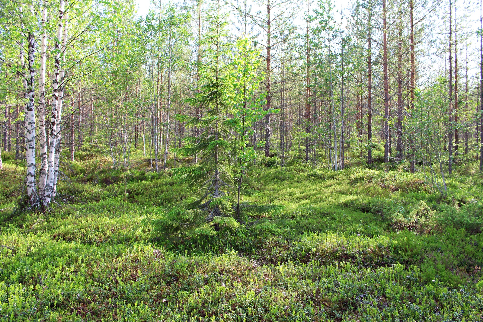 Mäntytaimikon edustalla kasvaa kuusi ja koivuja.