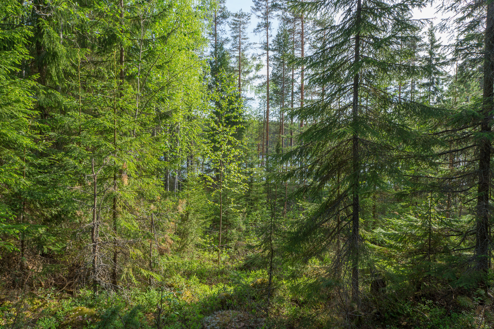 Aurinko paistaa tiheäkasvuiseen sekametsään, jonka takana häämöttää järvi.