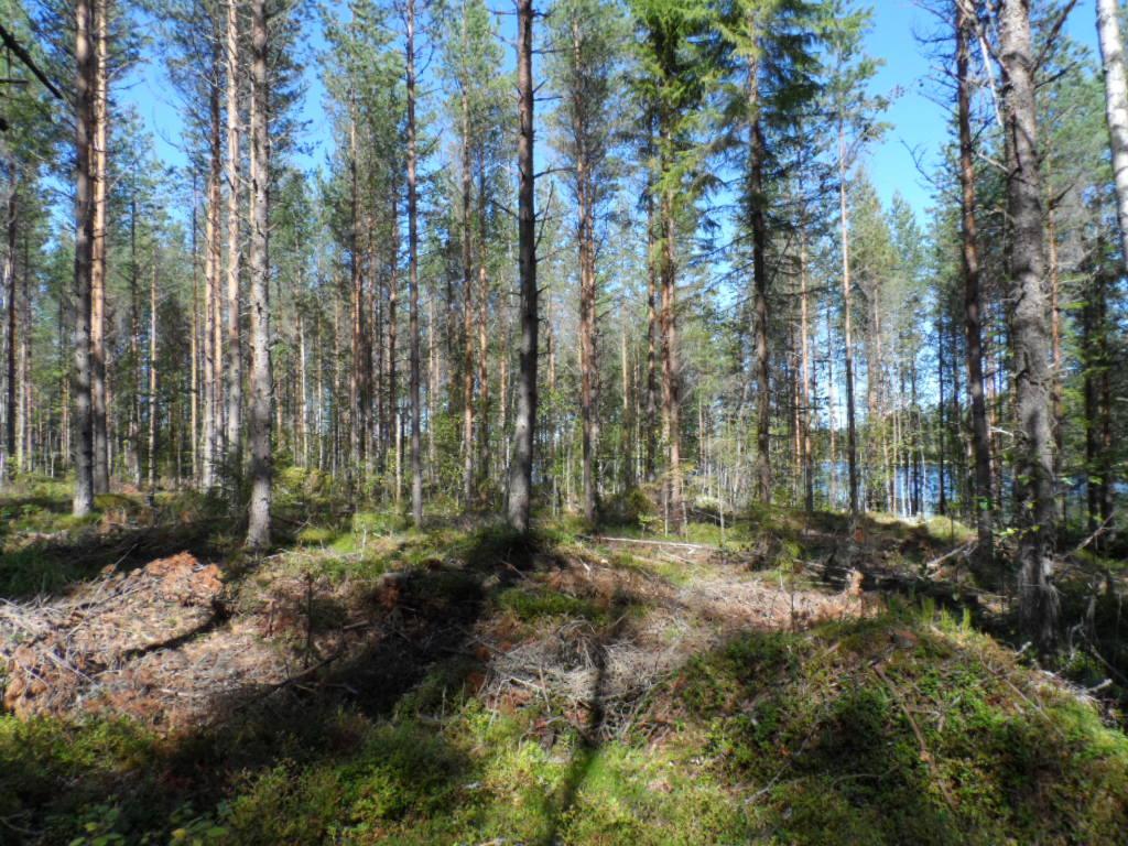 Mäntyvaltaisen metsän takana häämöttää järvi. Maassa on karsittuja oksia.