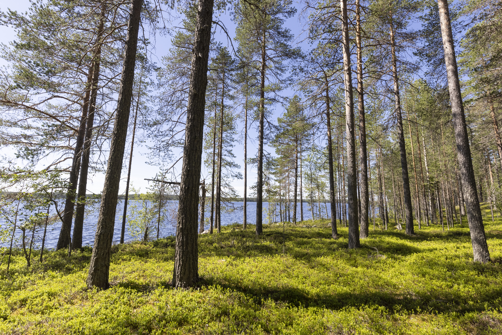 Rannassa väljästi kasvavien mäntyjen takana avautuu kesäinen järvimaisema.