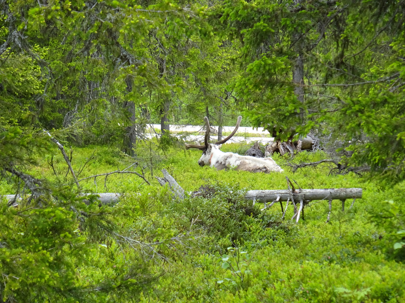 Suurisarvinen poro on makuulla kuusivaltaisessa metsässä. Etualalla on kaatunut puu.