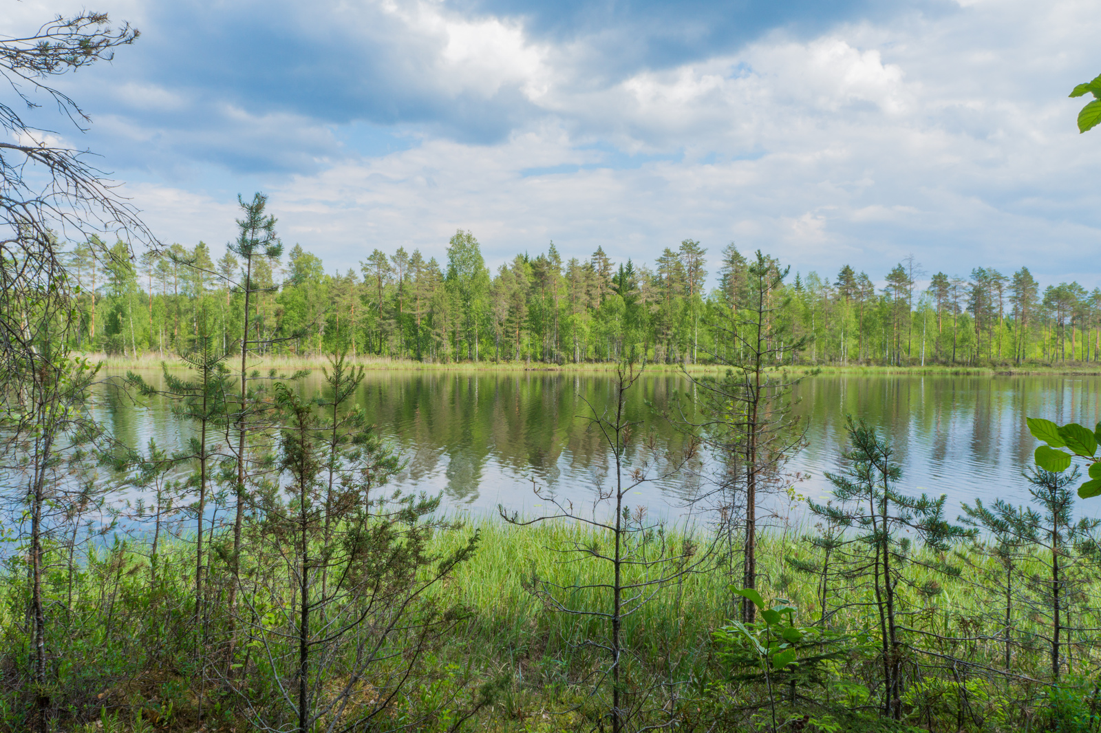 Männyn taimet reunustavat kesäistä järvimaisemaa. Vastarannan metsä heijastuu veteen.