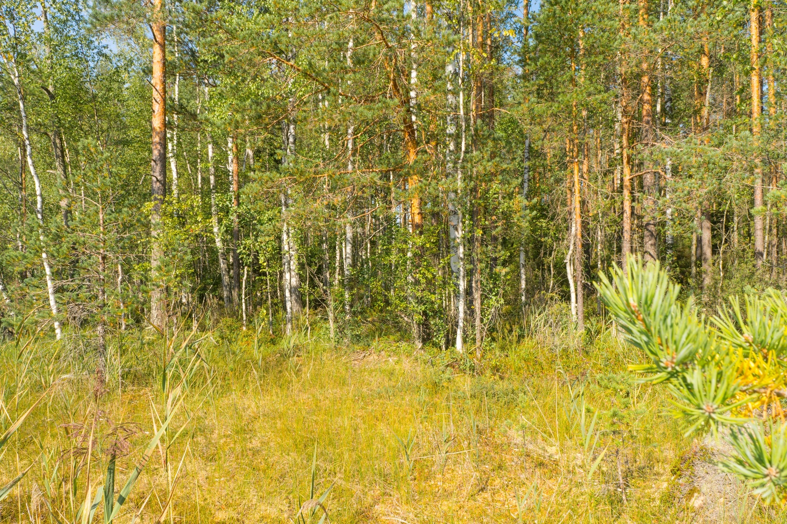 Aurinko paistaa kesäiseen sekametsään, jossa kasvaa mäntyjä ja koivuja.