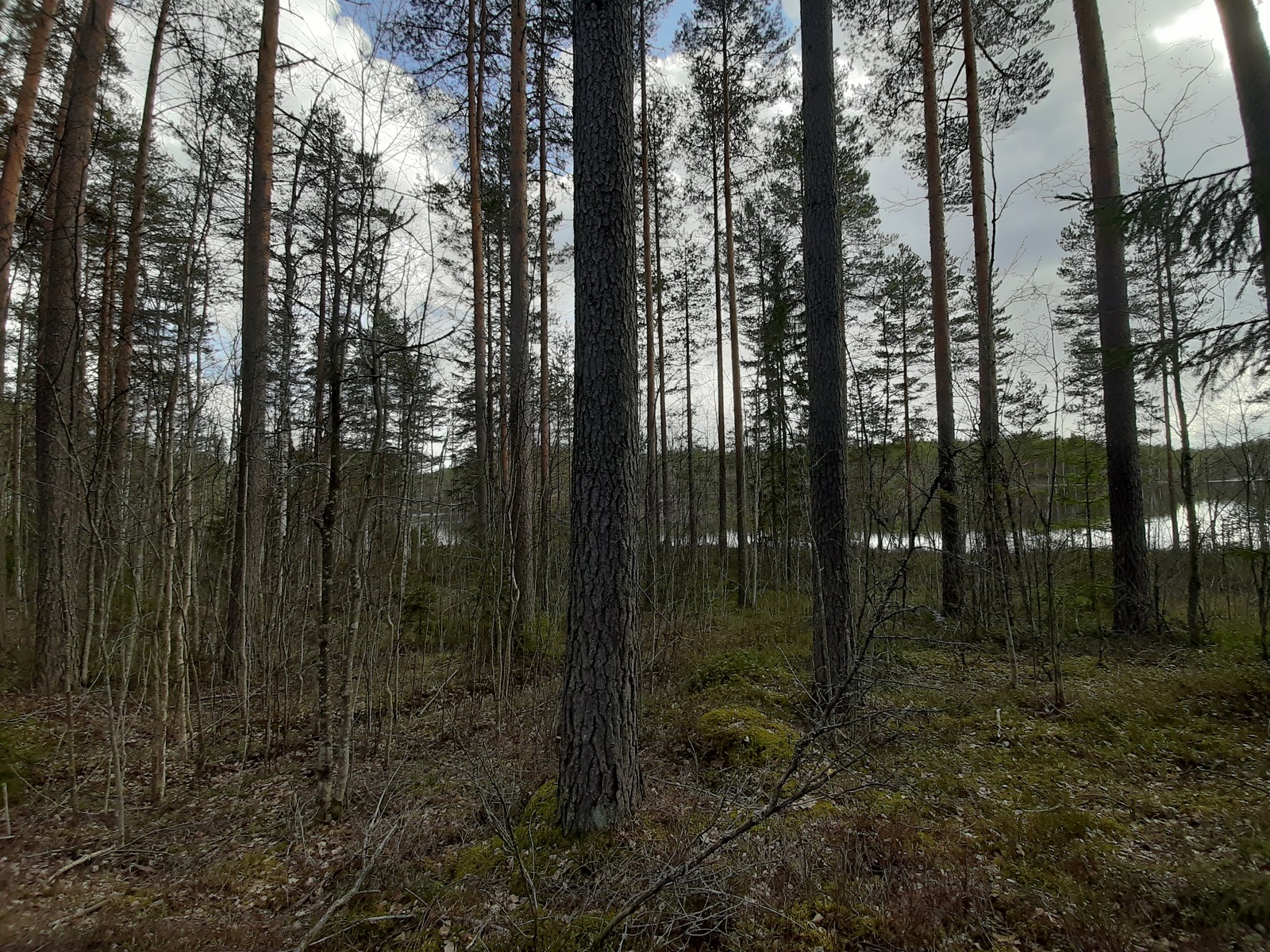 Sekametsää, taustalla järvi