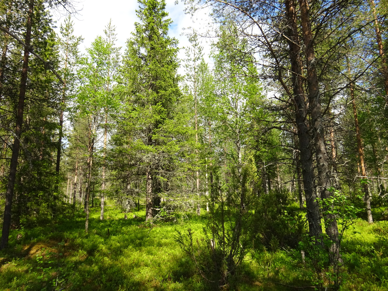 Aurinko paistaa kesäiseen metsään, jossa kasvaa kuusia, mäntyjä, katajia ja koivuja.