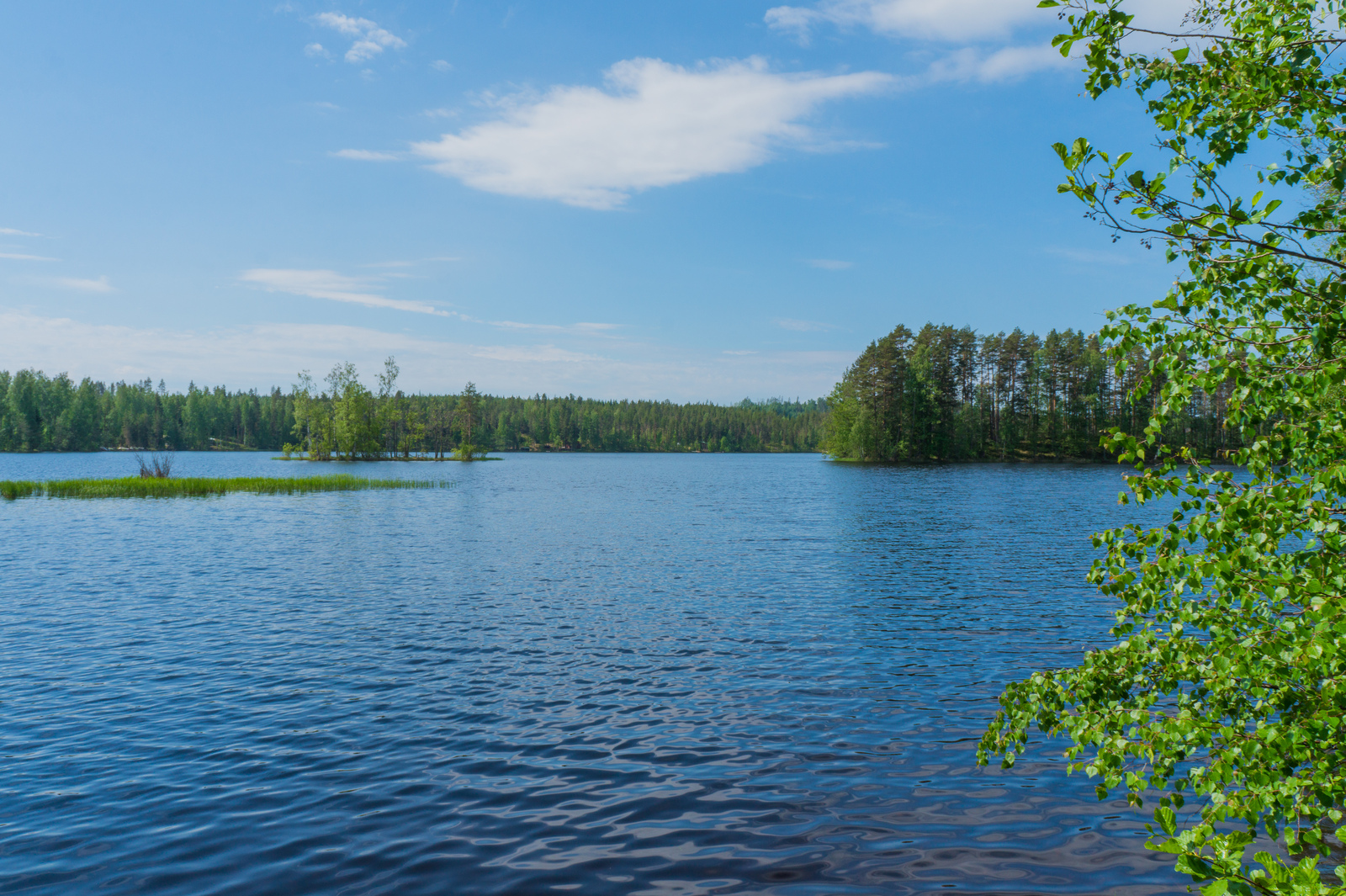 Oikealla koivun oksat reunustavat kesäistä järvimaisemaa. Järvessä pieniä saaria.