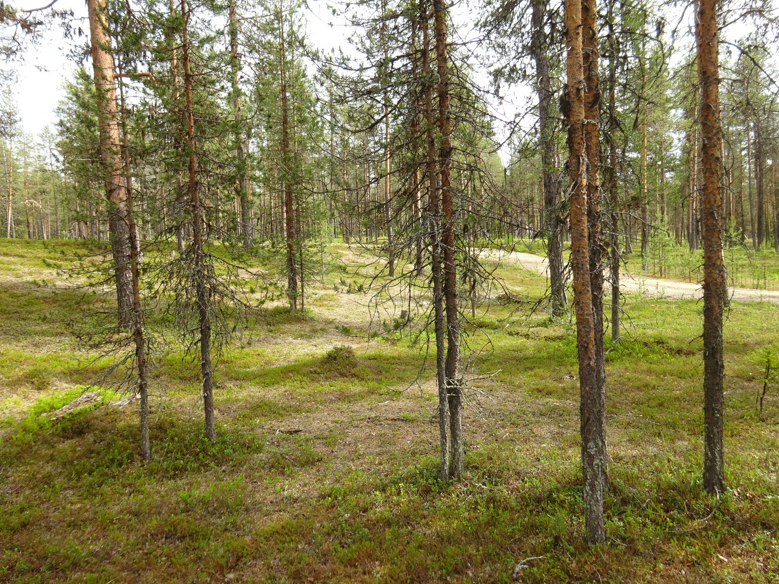 Avaran, kumpuilevan mäntykankaan halki kulkee tie.