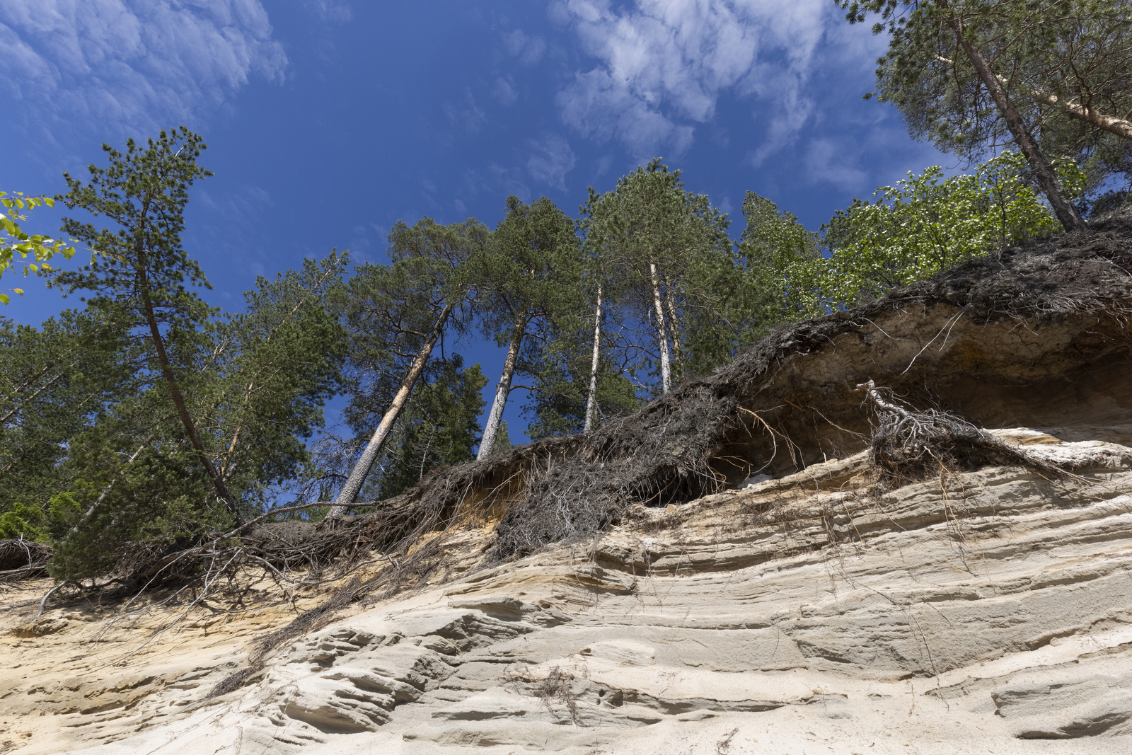 Mäntymetsä kasvaa hiekkarannalle laskeutuvan hiekkatörmän päällä.