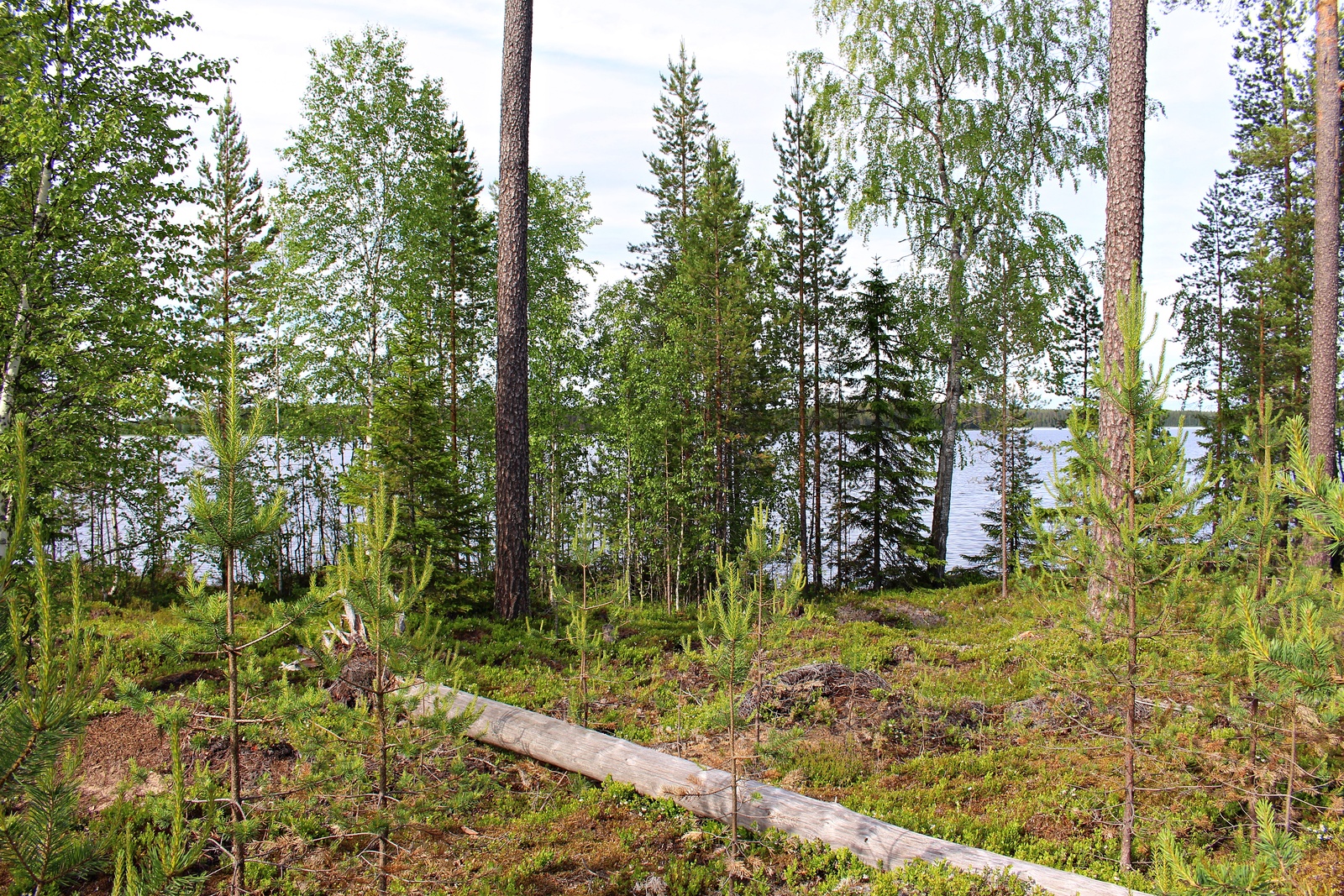 Rannassa kasvavien puiden edustalla on kaatunut kelo. Taustalla häämöttää järvi.