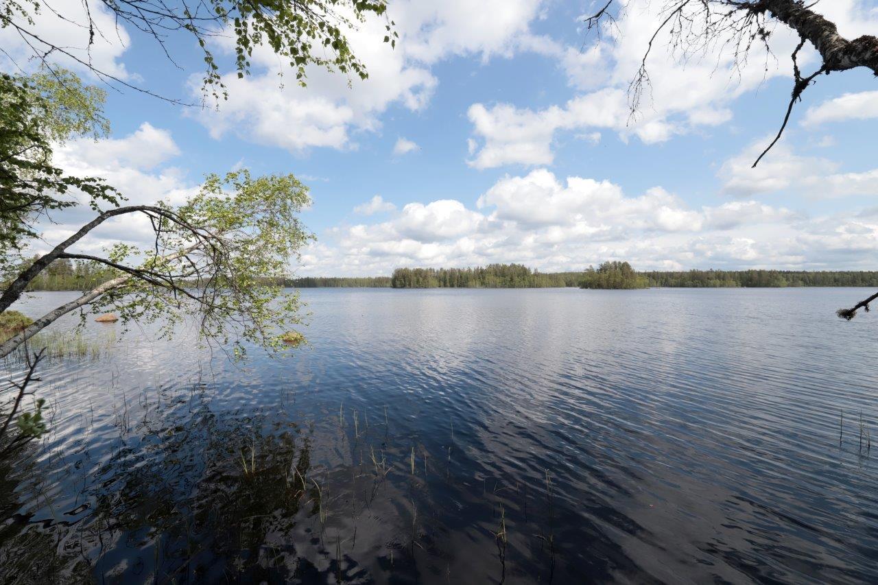 Koivun oksat reunustavat kesäistä järvimaisemaa. Puolipilvinen taivas heijastuu veteen.