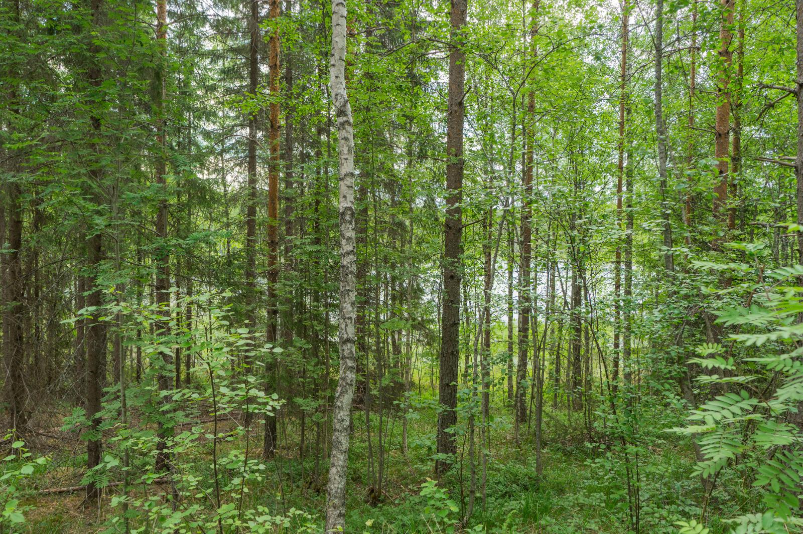 Kesäisessä sekametsässä kasvaa koivuja, pihlajia, mäntyjä ja kuusia. Taustalla häämöttää järvi.