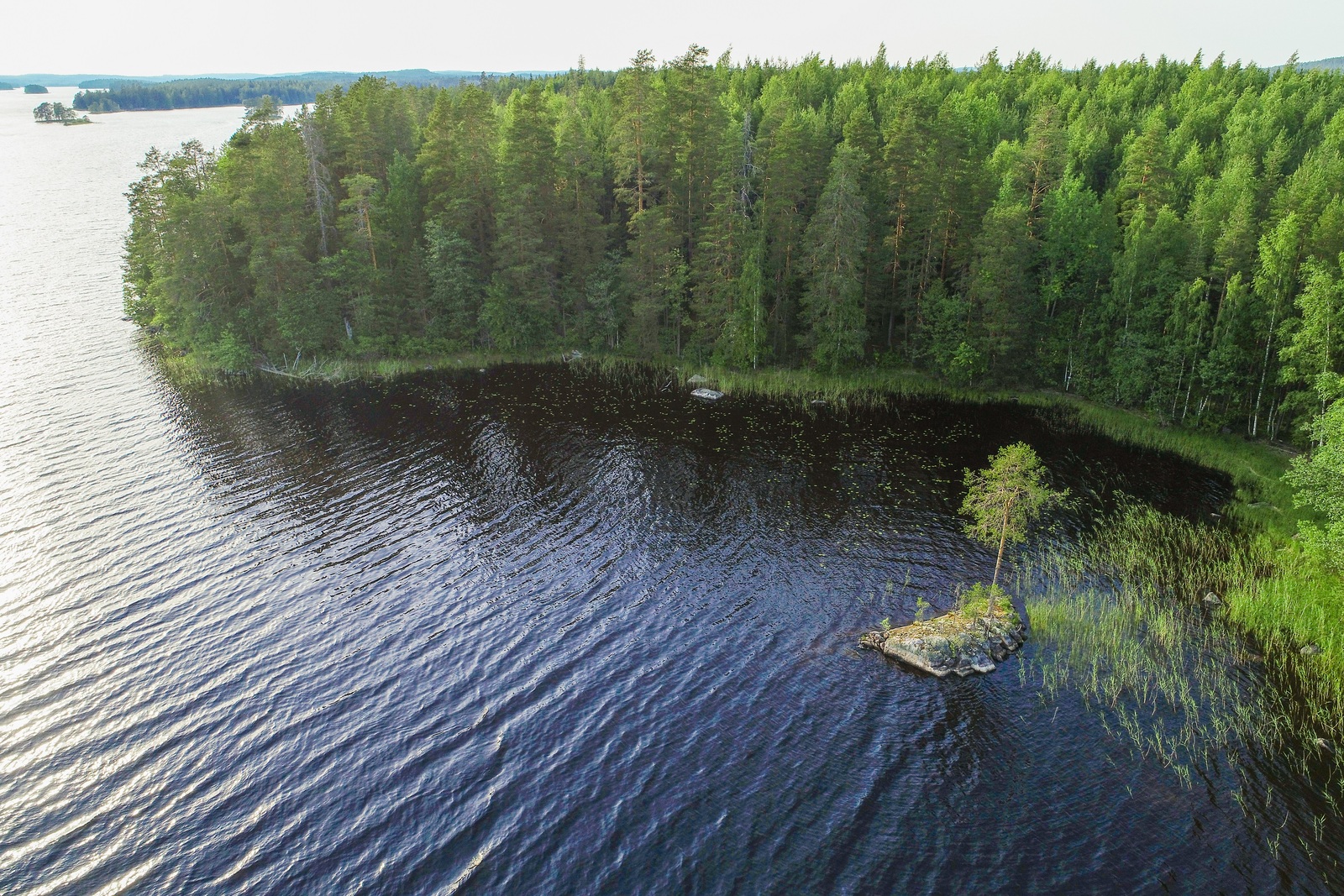 Kesäinen sekametsä kasvaa kohti järvenselkää kurottavassa niemessä. Luodolla kasvaa puu. Ilmakuva.