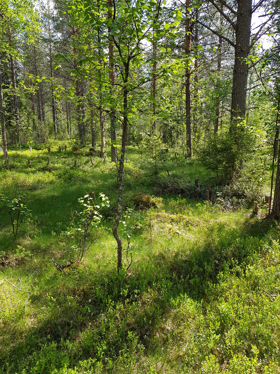 Aurinko paistaa kesäiseen metsään, jossa kasvaa koivuja, mäntyjä, katajia ja kuusia.