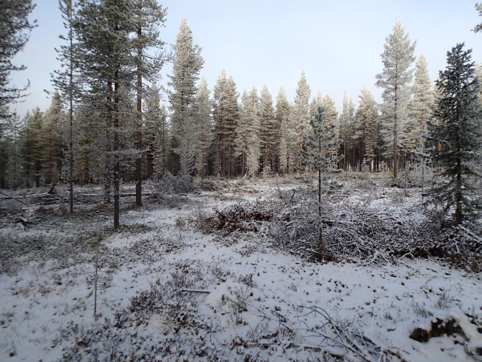 Ohuen lumikerroksen peittämä kangasmetsä