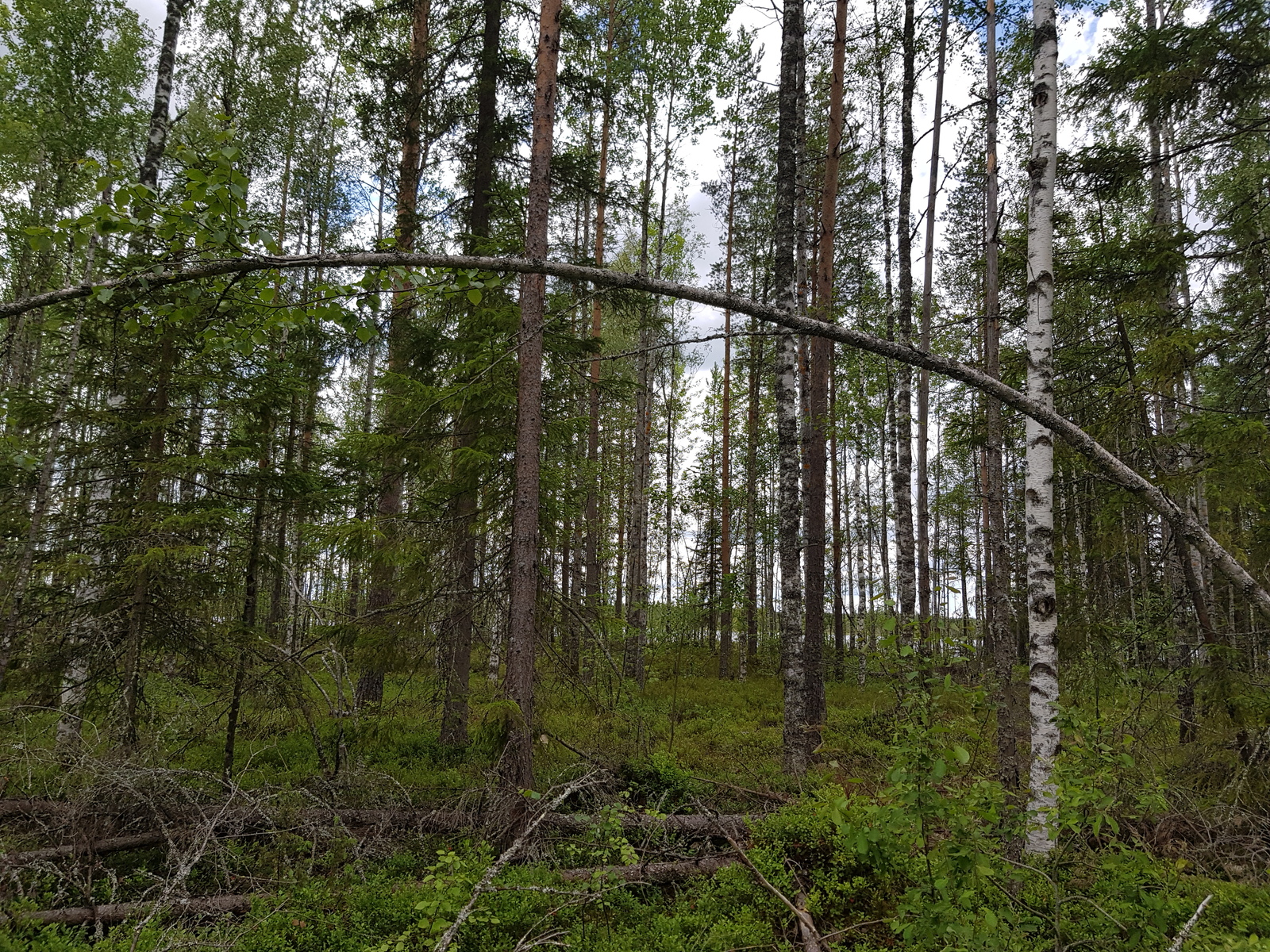 Valoisassa koivuvaltaisessa metsässä kasvaa myös mäntyjä ja kuusia.