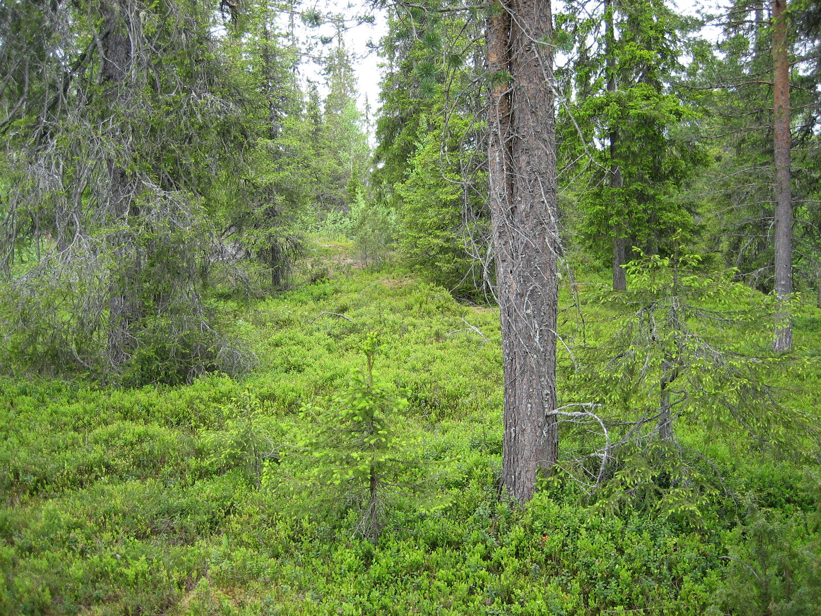 Havupuuvaltaisen metsän kuusissa on nuoria versoja eli kuusenkerkkiä.