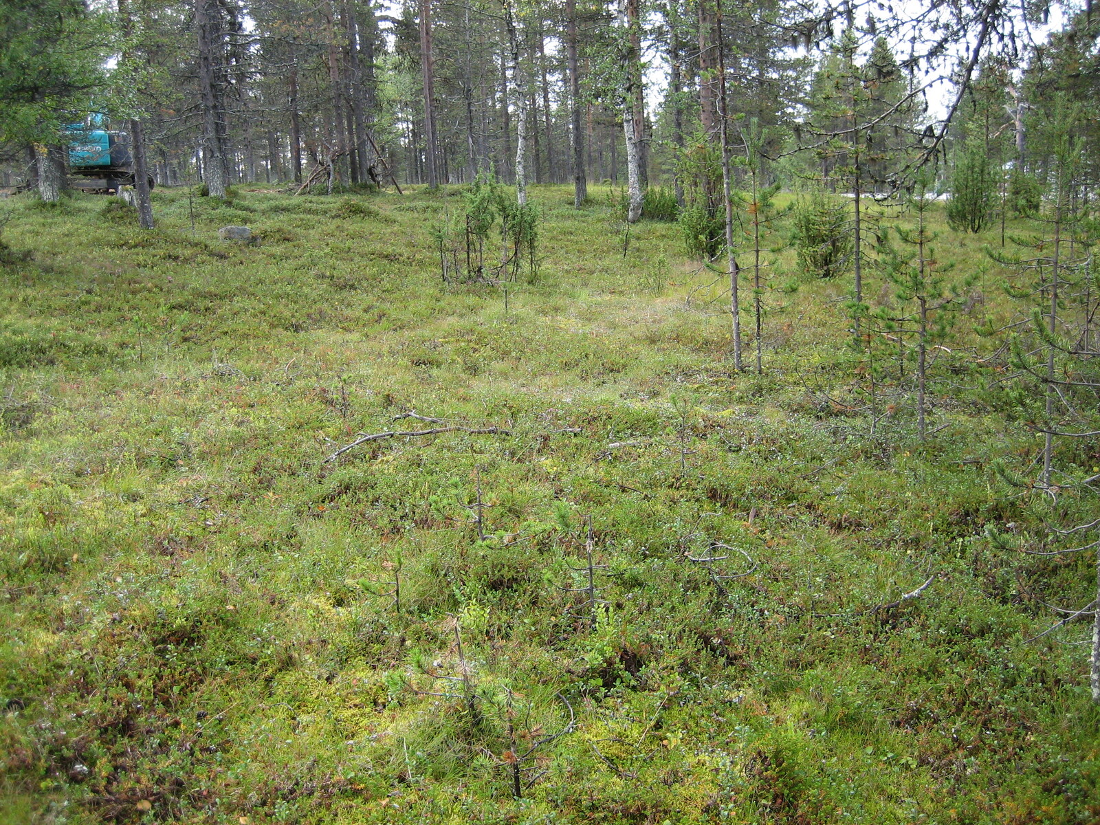 Mäntymetsässä kasvaa myös katajia ja koivuja. Ylävasemmalla on kaivinkone puiden takana.