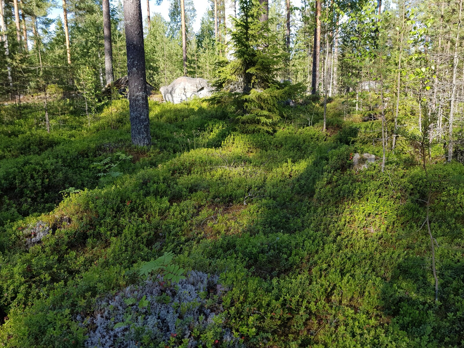 Mäntyvaltaisen metsän loivassa rinteessä on kiviä. Auringonvalo luo maahan puiden varjoja.