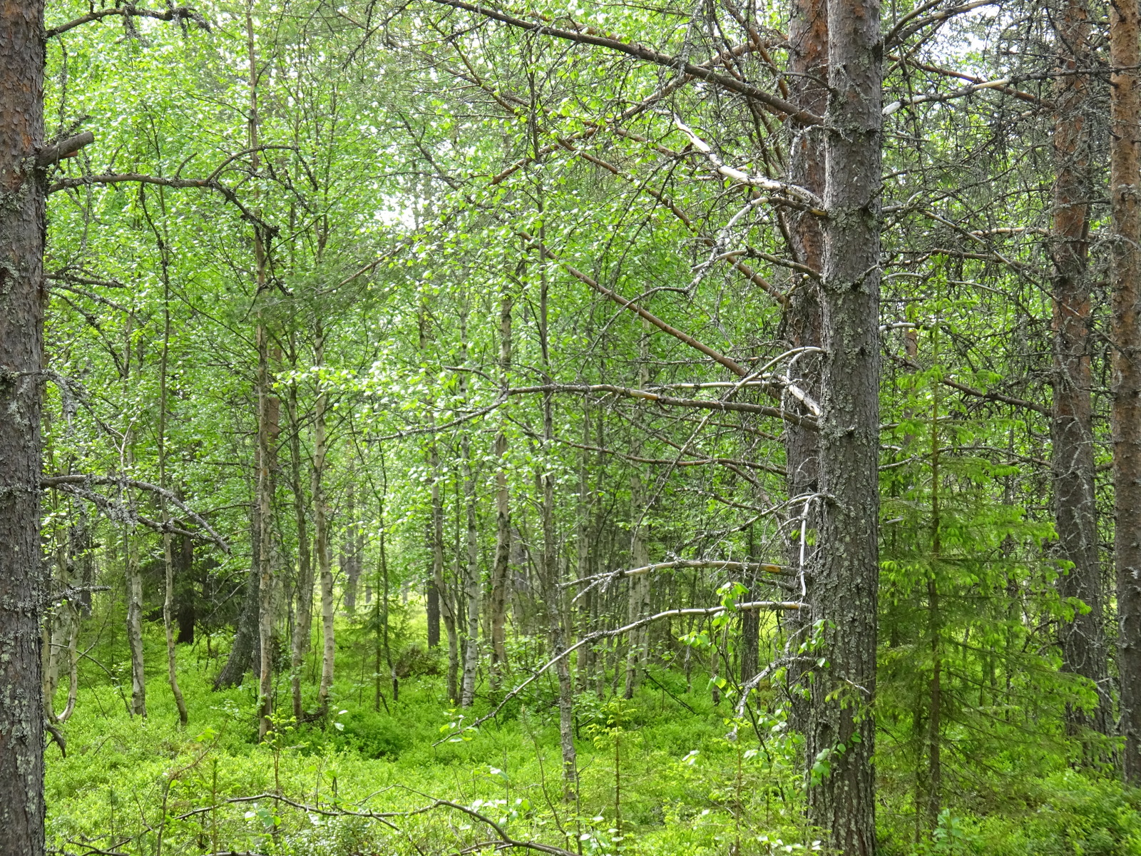 Kesäisessä sekametsässä kasvaa mäntyjä, kuusia ja koivuja. Aluskasvillisuutena on mustikkaa.