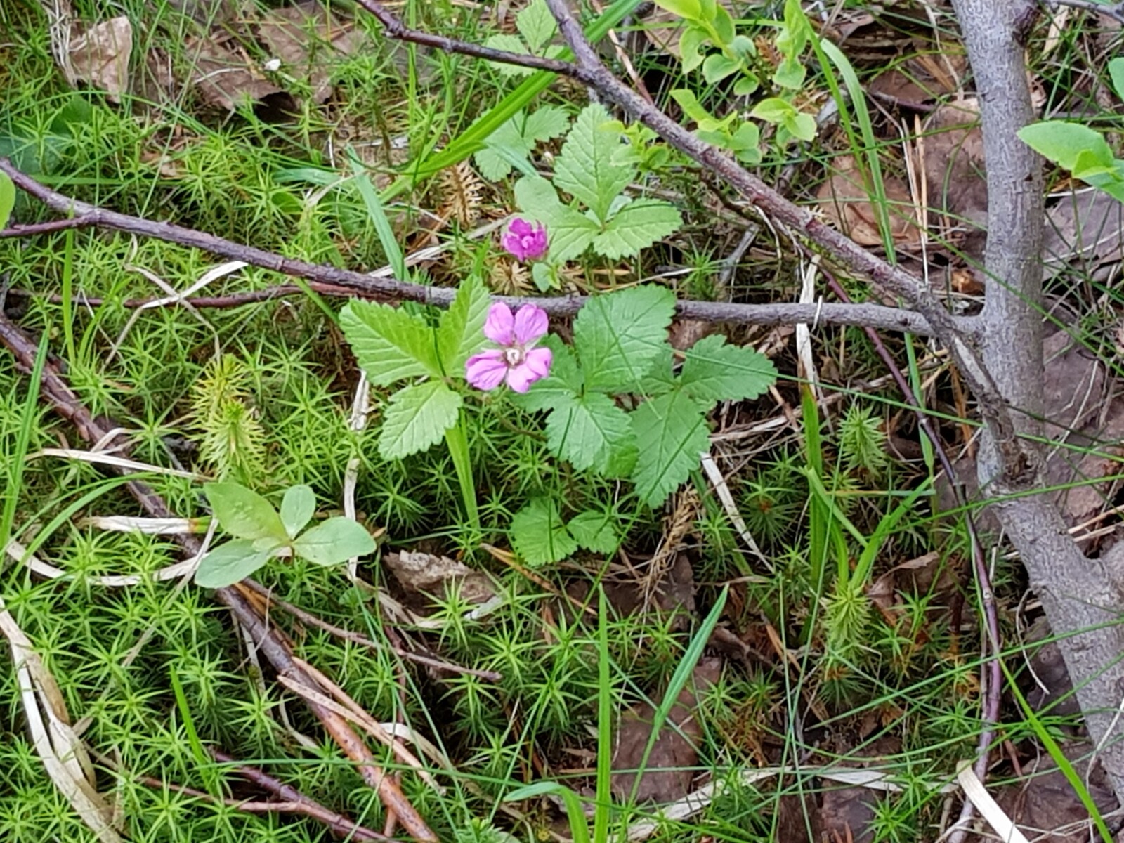 Mesimarja kukkii karhunsammalten joukossa.