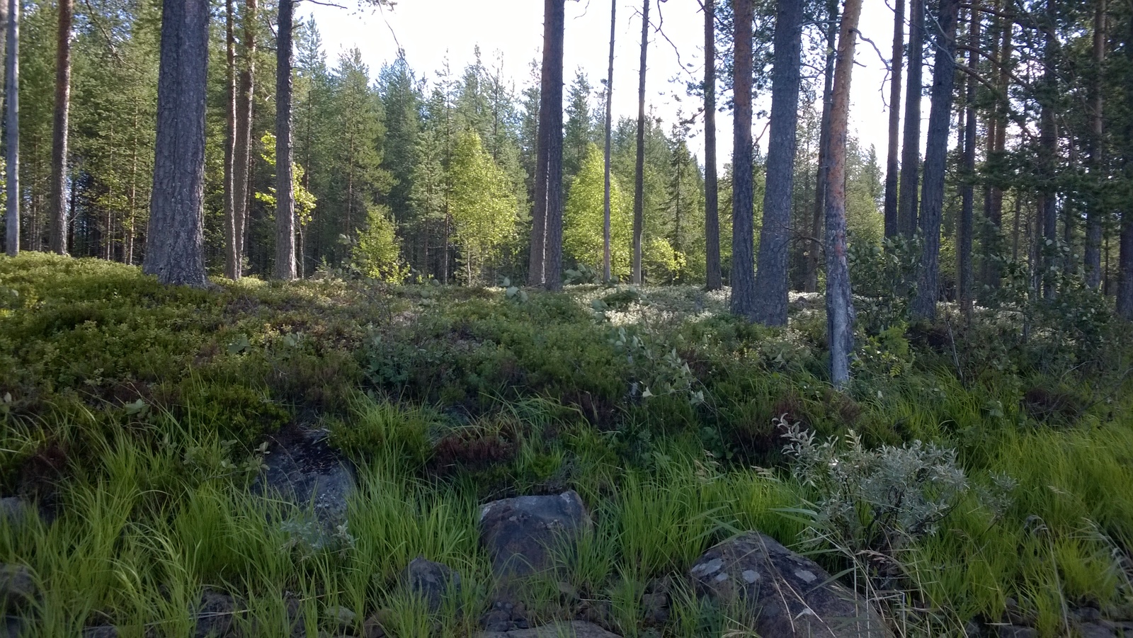 Mäntyvaltaisen metsän edustalla on rantaviivan kiviä ja kasvillisuutta.