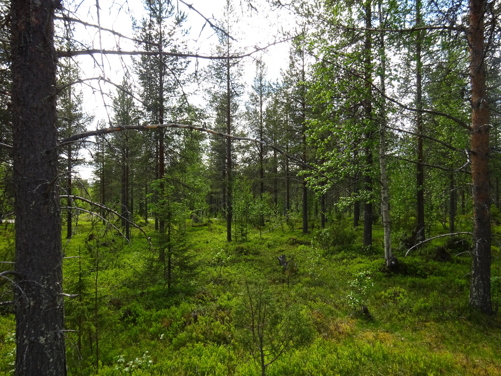 Mäntyvaltaisessa metsässä kasvaa myös lehtipuita, katajia ja runsaasti mustikanvarpuja.