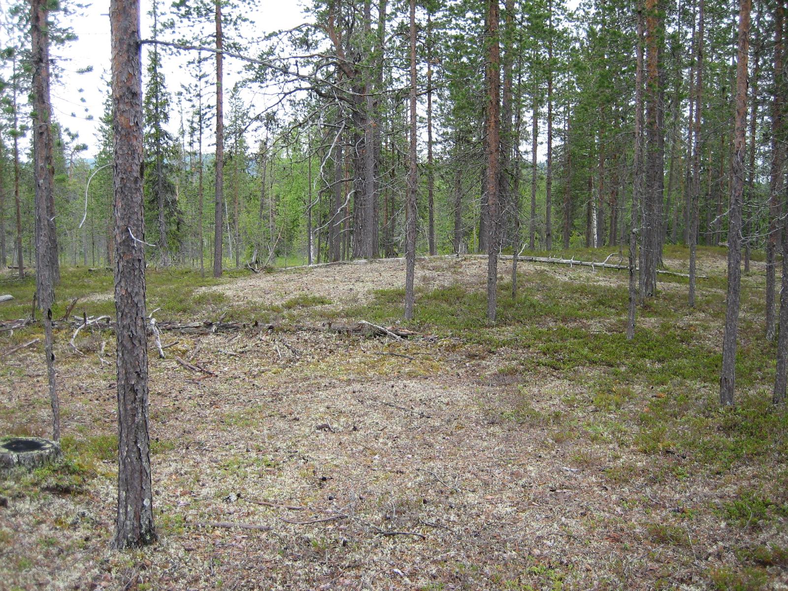 Avara kangasmetsä.