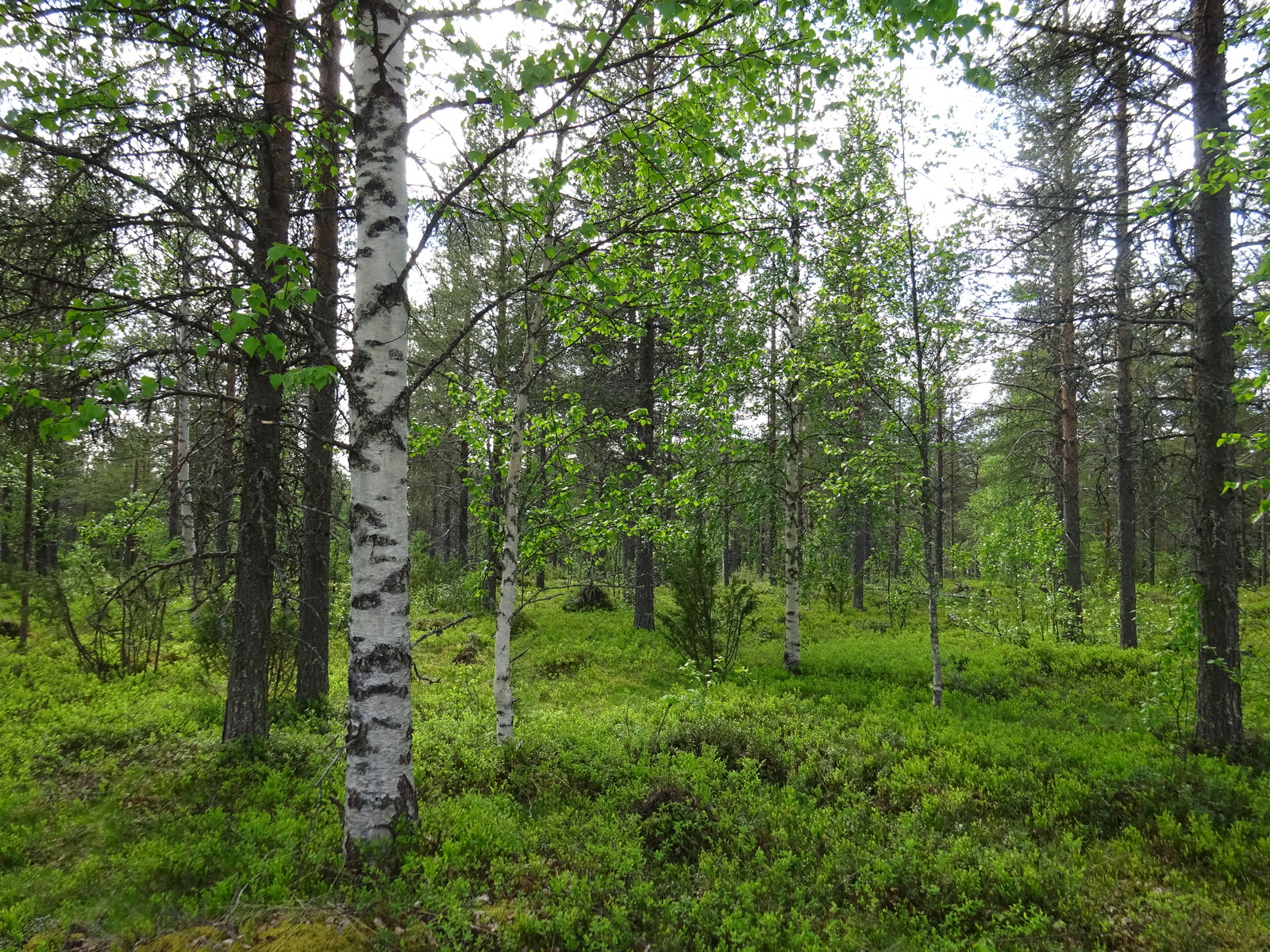 Kesäisessä sekametsässä kasvaa koivuja, mäntyjä ja katajia. Aluskasvillisuutena on mustikkaa.