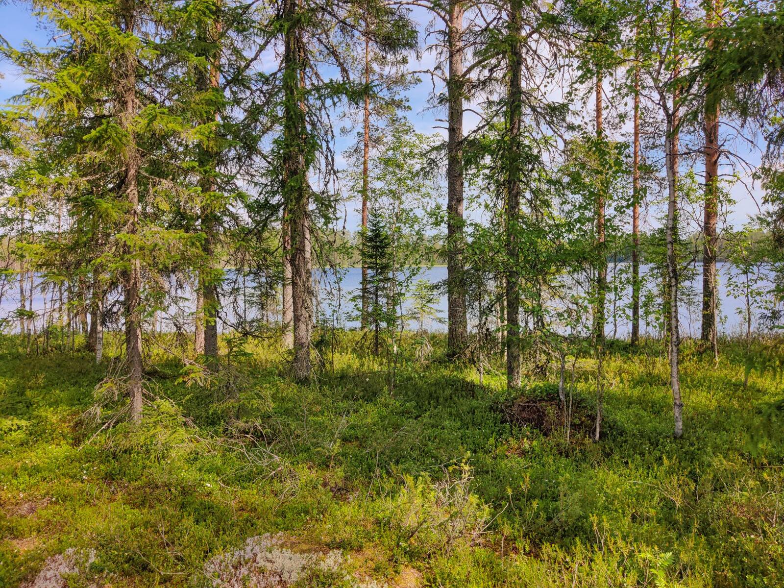 Rannalla kasvavan havupuuvaltaisen metsän takana avautuu järvimaisema.