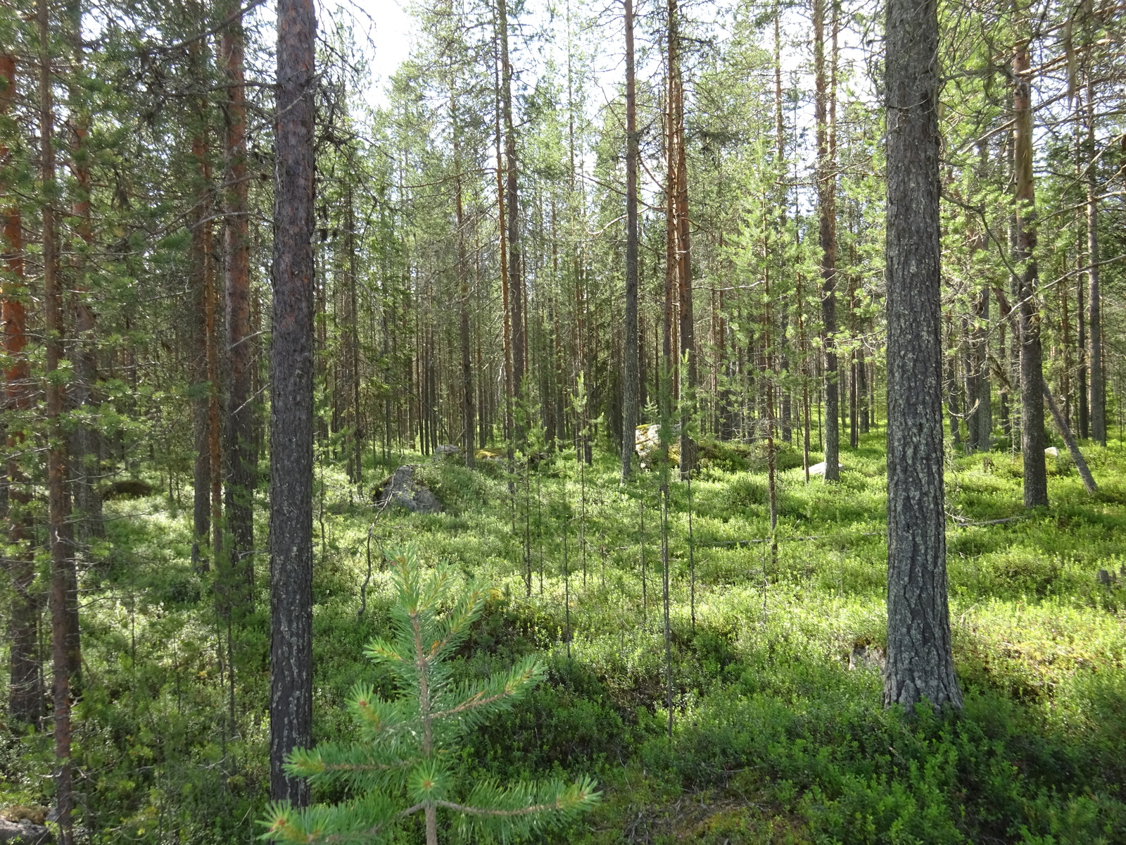 Kesäisessä mäntymetsässä on kivenlohkareita.