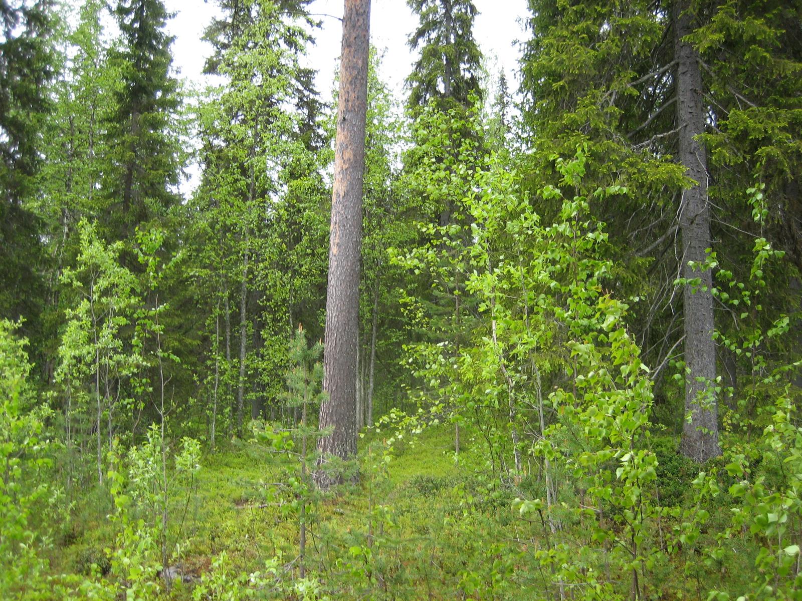 Kesäisessä sekametsässä kasvaa koivuja, kuusia ja mäntyjä.