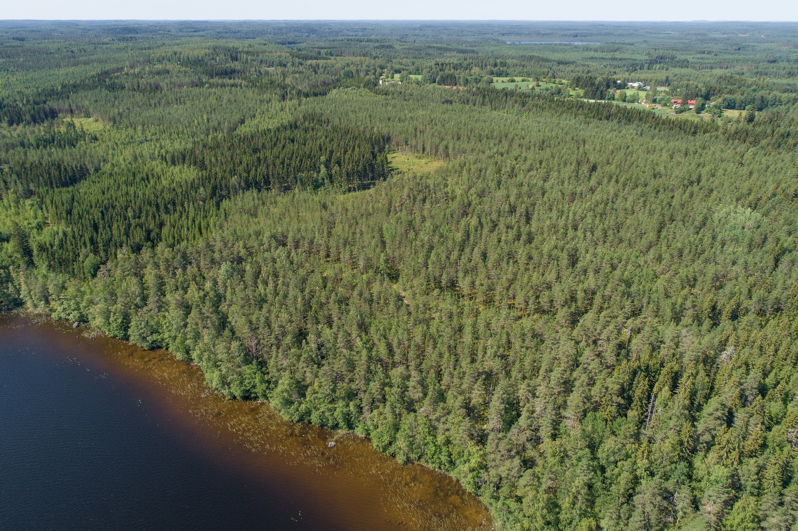 Järven rannasta alkaa laaja metsäalue. Lähellä horisonttia on rakennuksia ja peltoja. Ilmakuva.