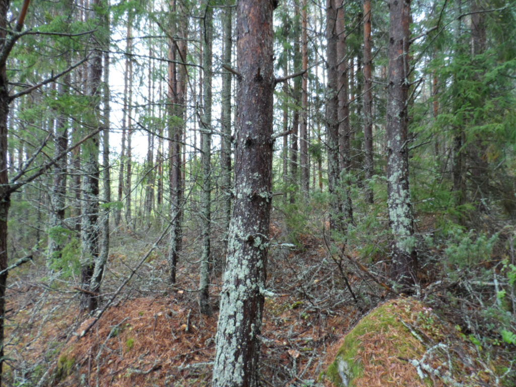 Mäntyvaltainen metsä kasvaa kivisessä maastossa.
