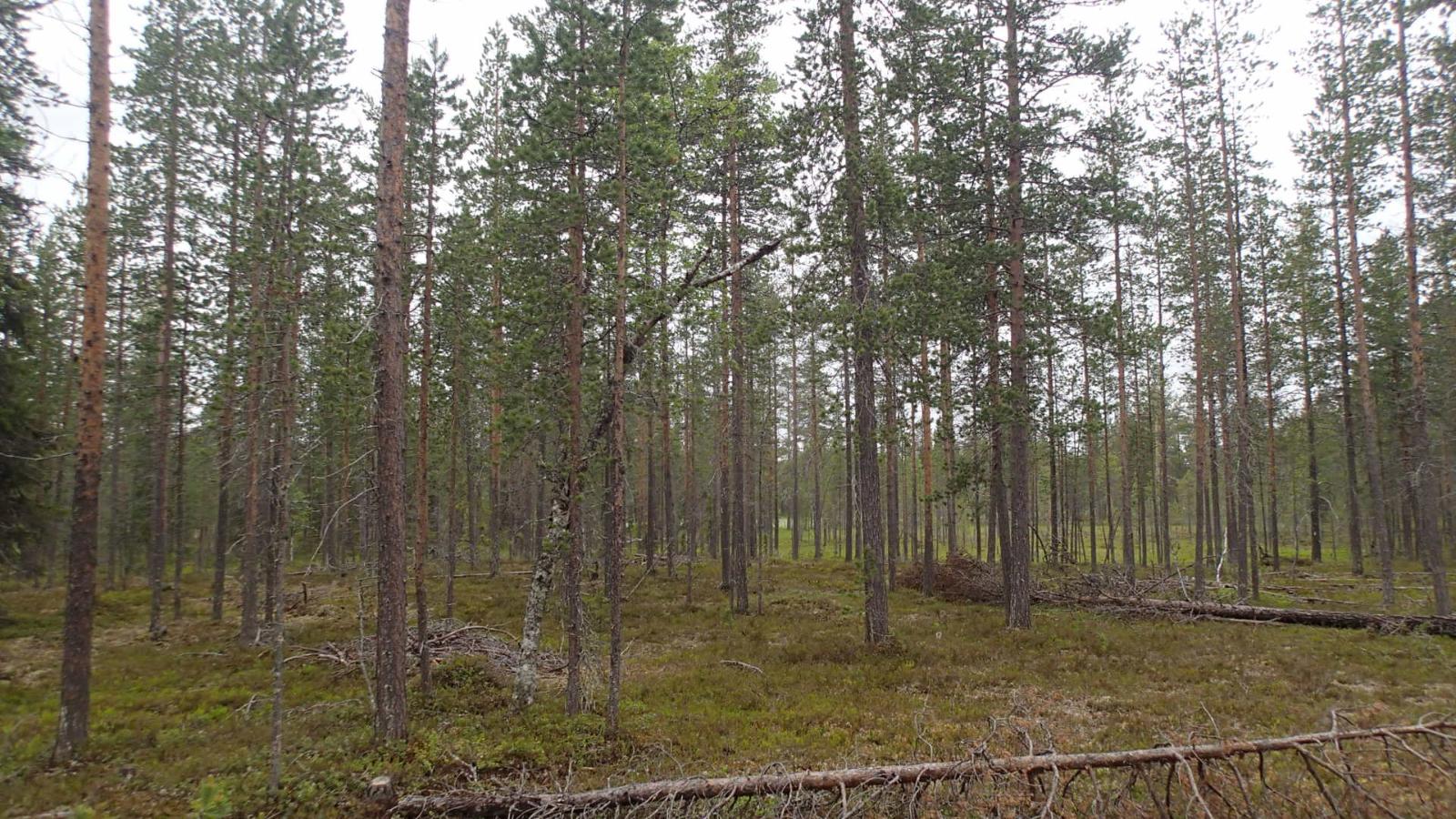 Kaatuneita puita kangasmetsässä.