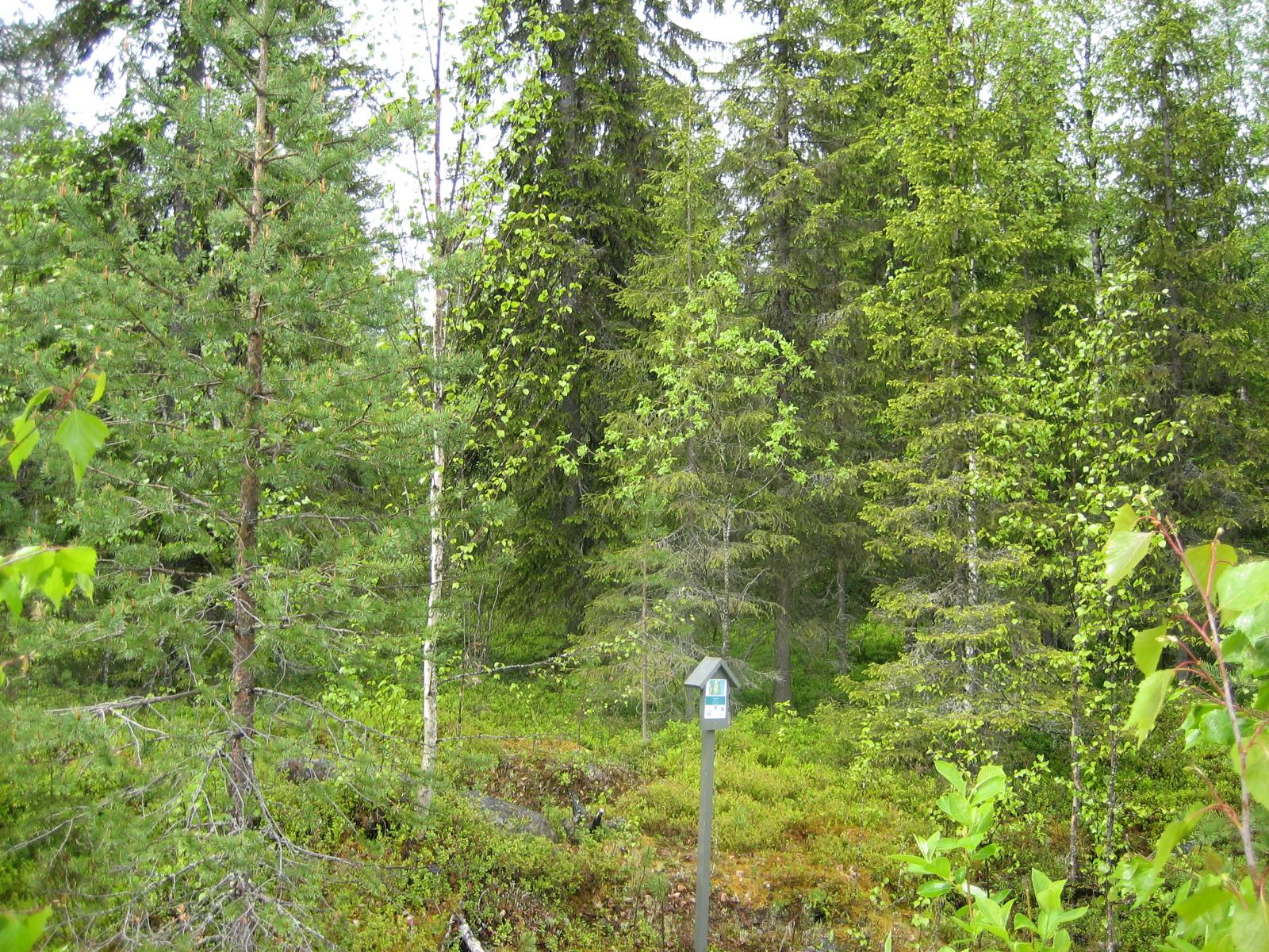 Kesäisessä sekametsässä kasvaa koivuja, kuusia ja mäntyjä. Etualalla on tonttikyltti.