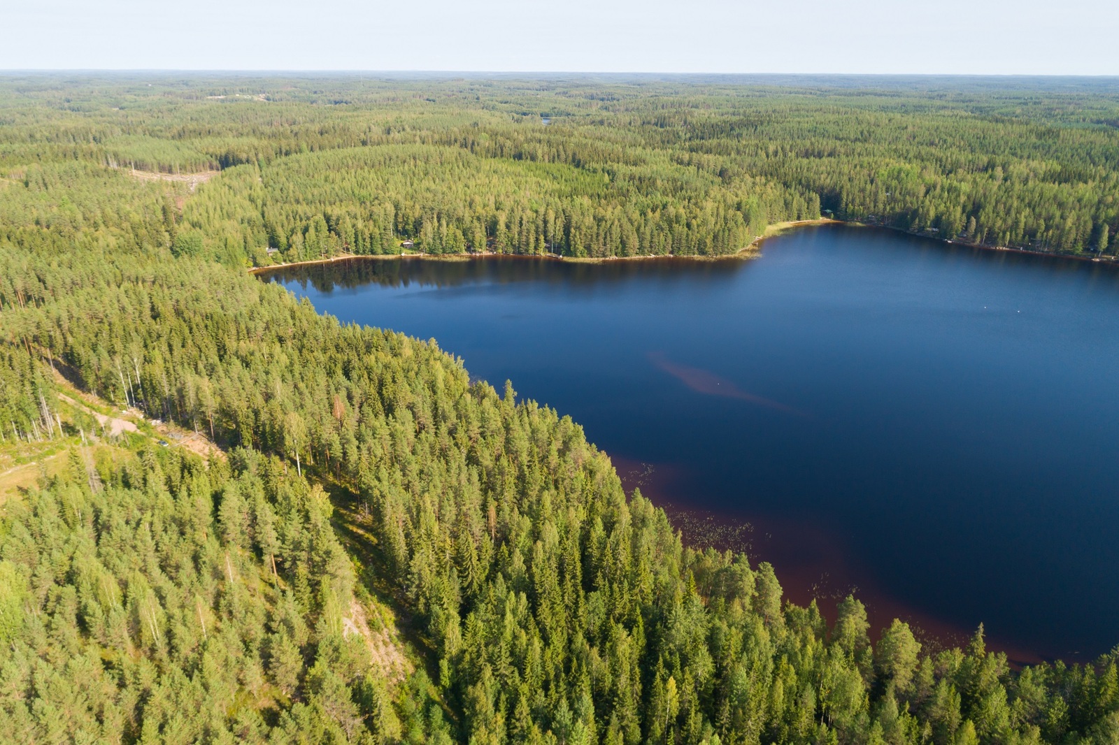 Kesäinen metsä reunustaa järveä. Metsässä kulkee tie järven rantaa mukaillen. Ilmakuva.