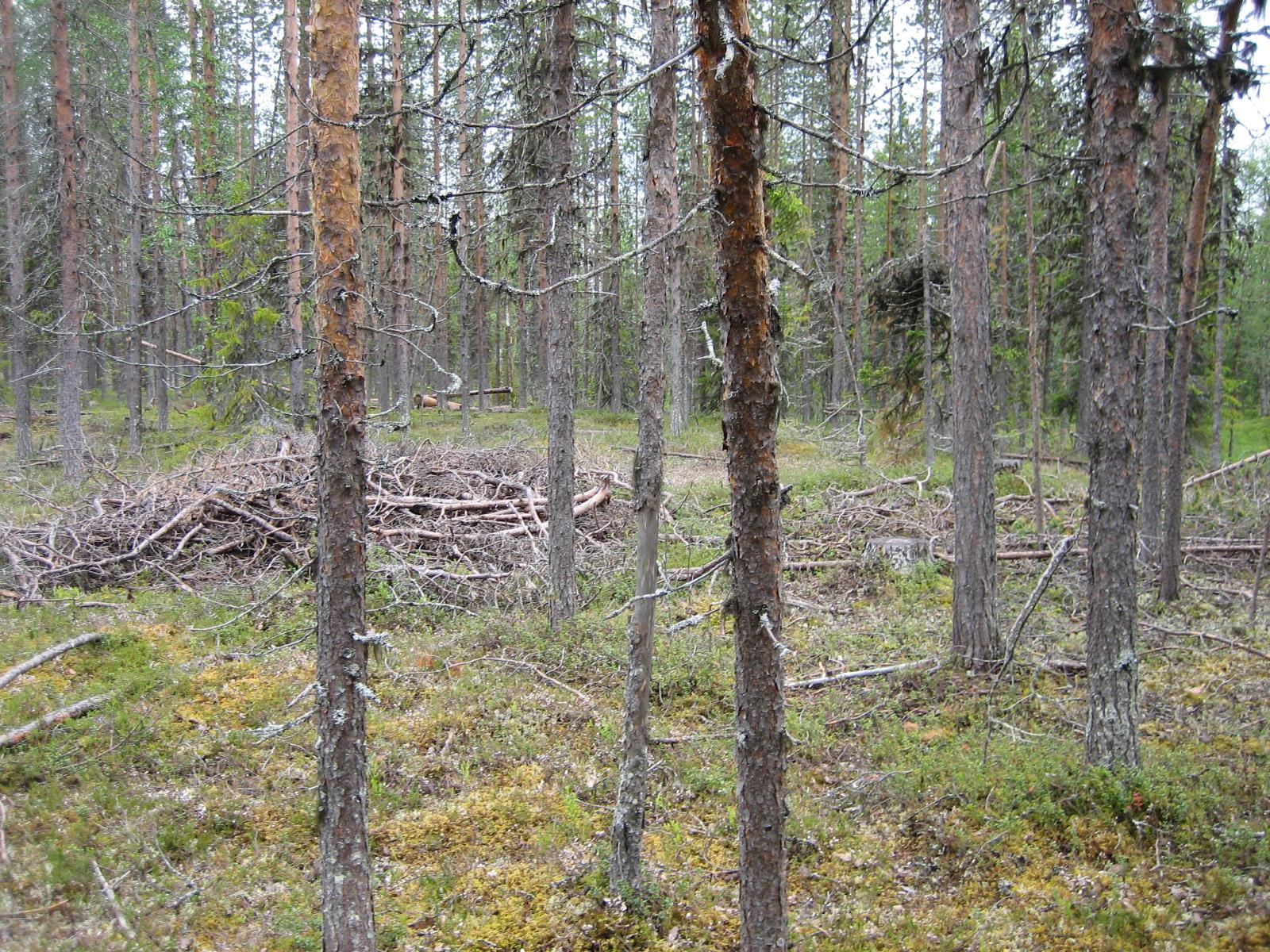 Karsittuja oksia havumetsän seassa.