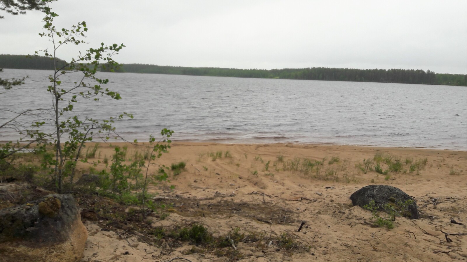 Hiekkarannalta avautuu järvimaisema. Etualalla on kiviä ja lehtipuun taimia.