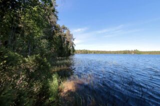 Vasemmalla kesäinen sekametsä reunustaa järveä. Etualalla vesikasveja ja taivas on lähes pilvetön.