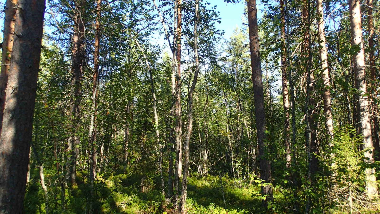 Aurinko paistaa tiheään sekametsään.