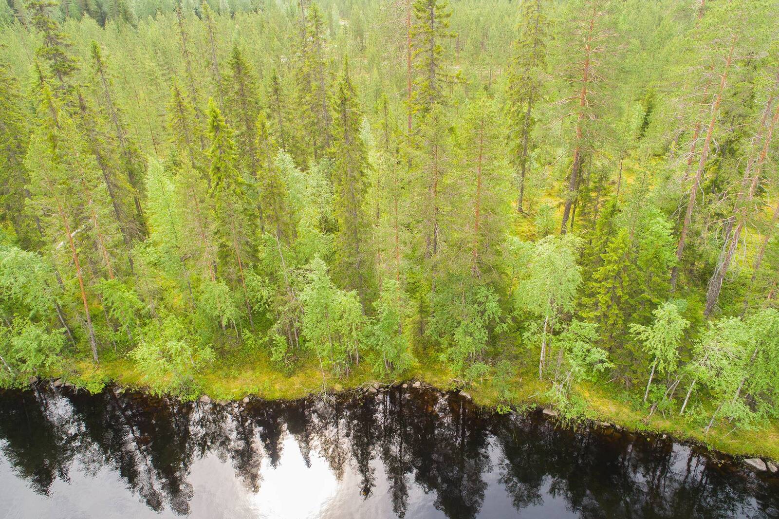 Kesäinen sekametsä kasvaa järven rannassa. Puiden varjot heijastuvat veteen. Ilmakuva.