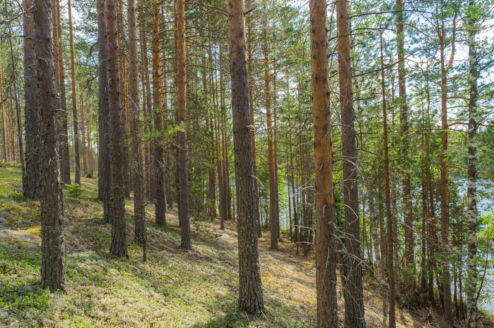 Mäntyvaltainen metsä kasvaa rinteessä, joka laskeutuu loivasti rantaan. Taustalla häämöttää järvi.