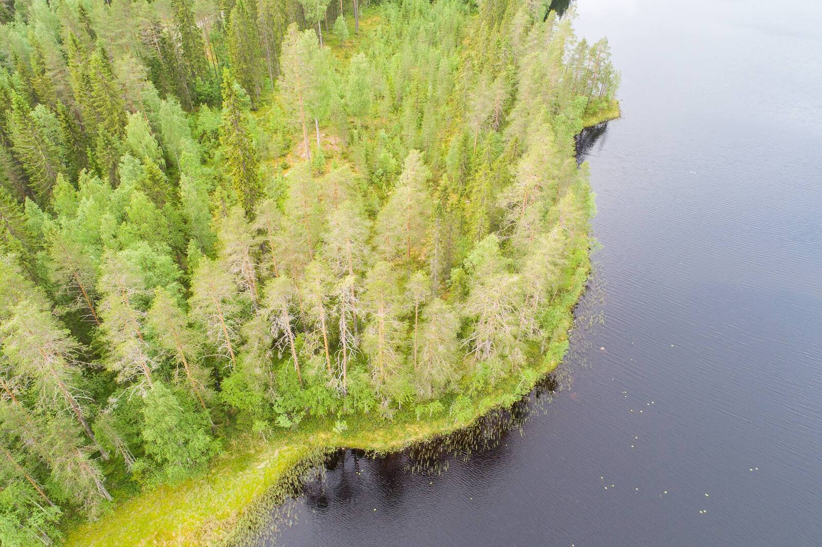 Kesäinen sekametsä reunustaa järveä kaartuvassa rantaviivassa. Ilmakuva.