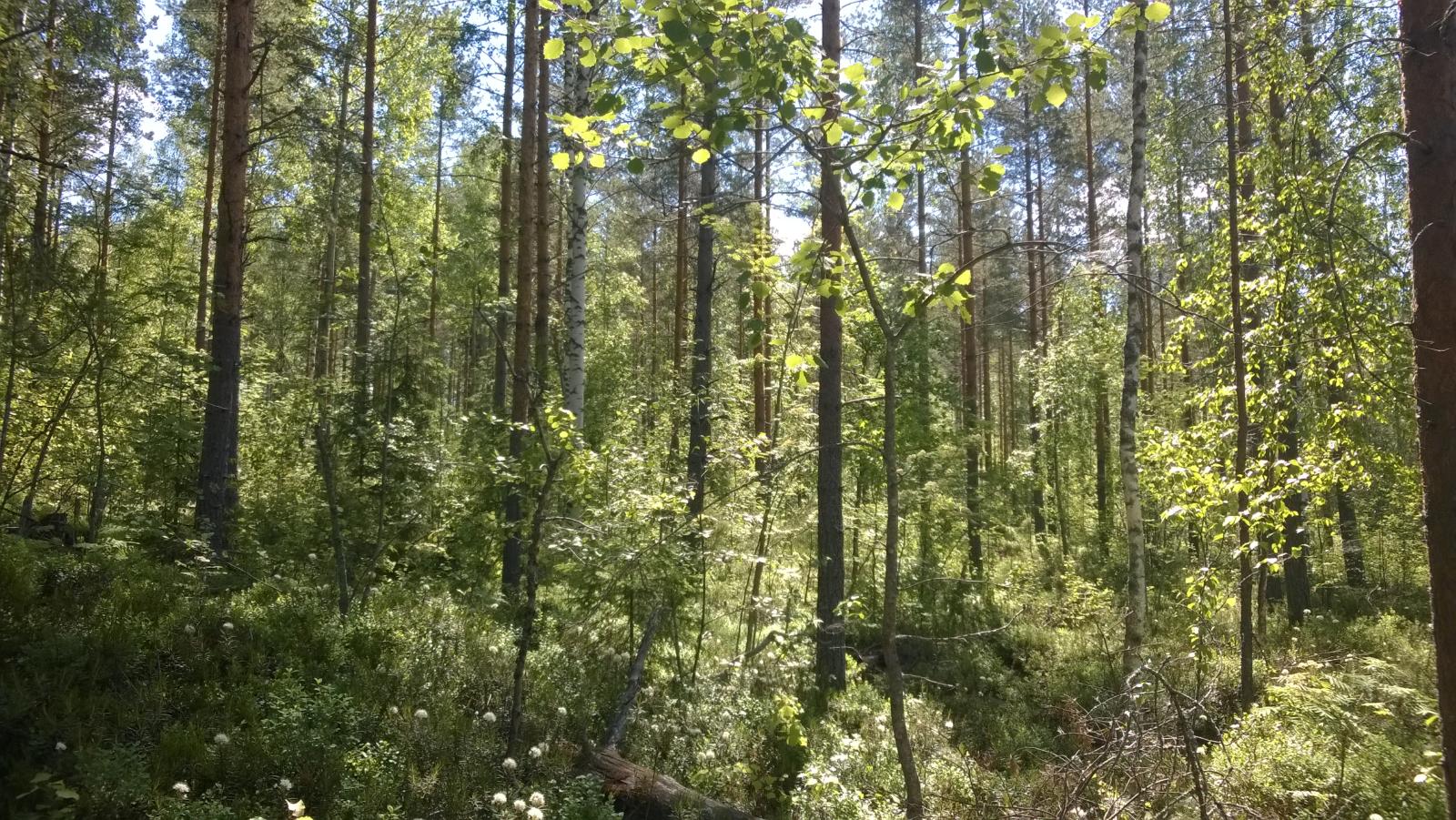 Kesäaurinko paistaa vehreään sekametsään.