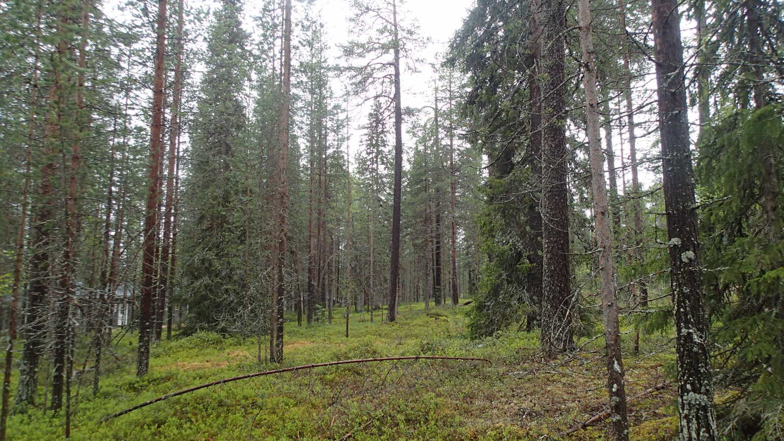 Havupuuvaltaisen metsän maasto viettää loivasti alas vasemmalle, missä puiden takana on mökki.