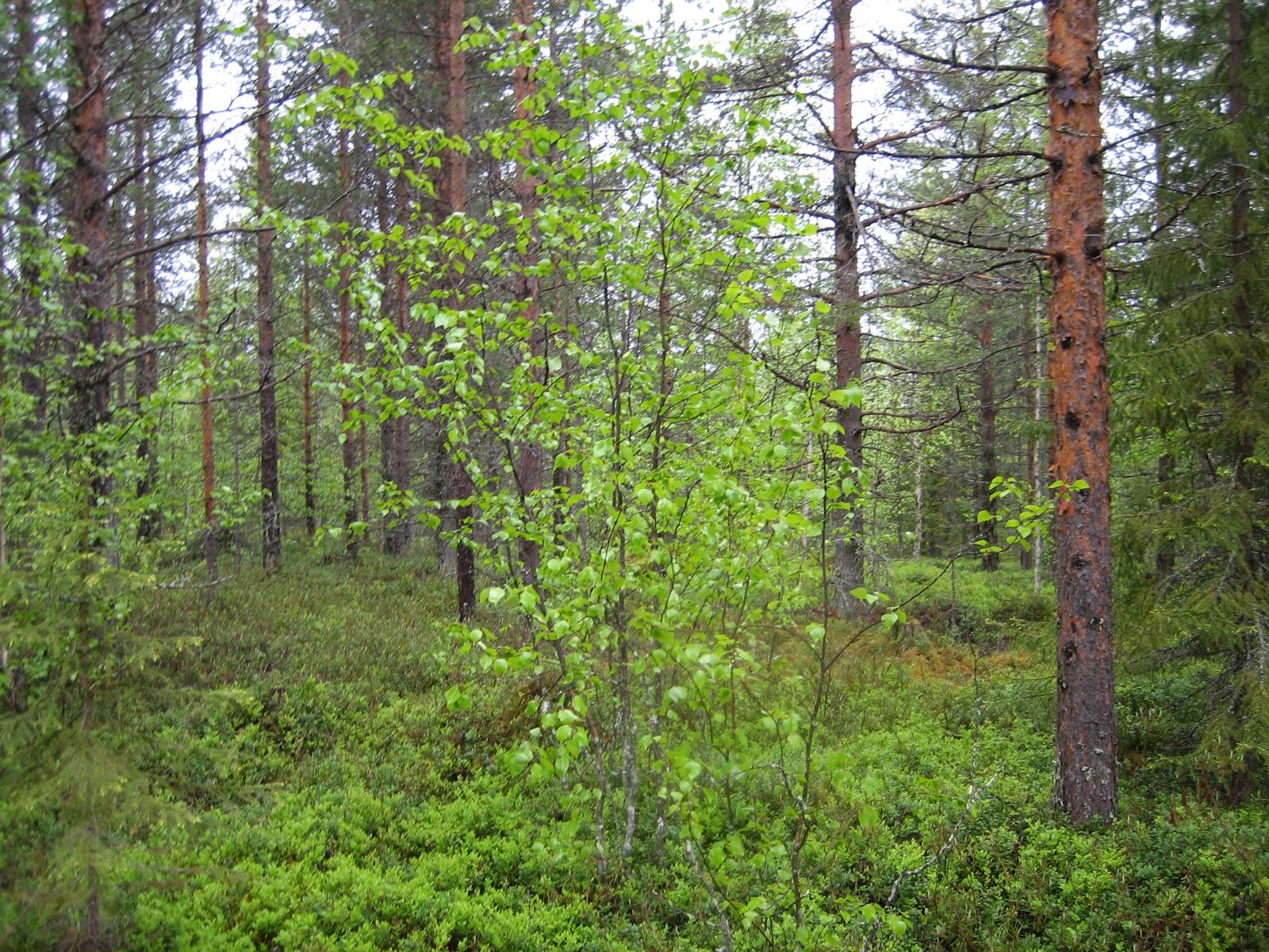 Kesäisessä sekametsässä kasvaa koivuja, kuusia ja mäntyjä.