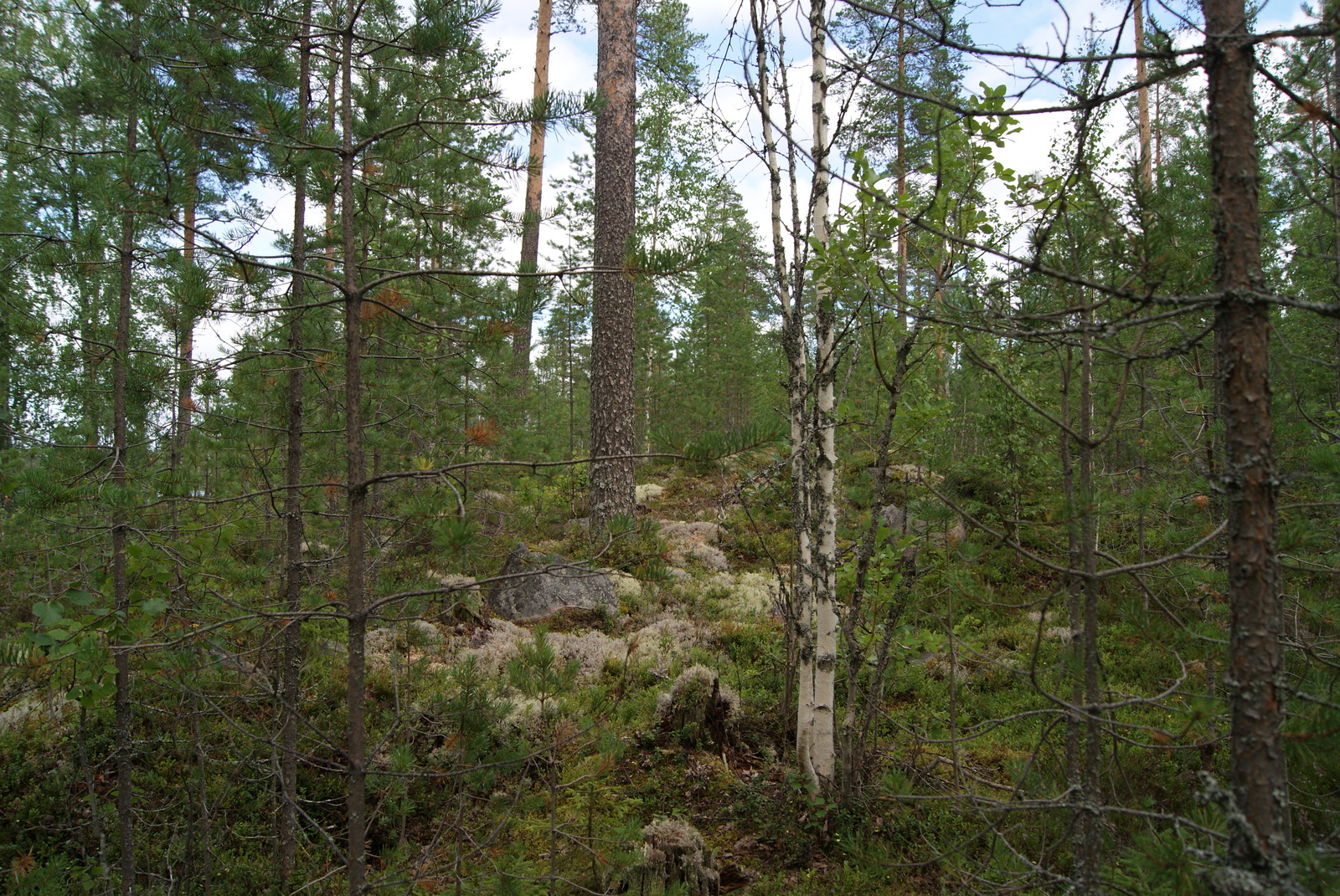 Mäntyvaltaisessa metsässä kasvaa myös koivuja. Keskellä on sammal- ja jäkäläpeitteinen kivikko.