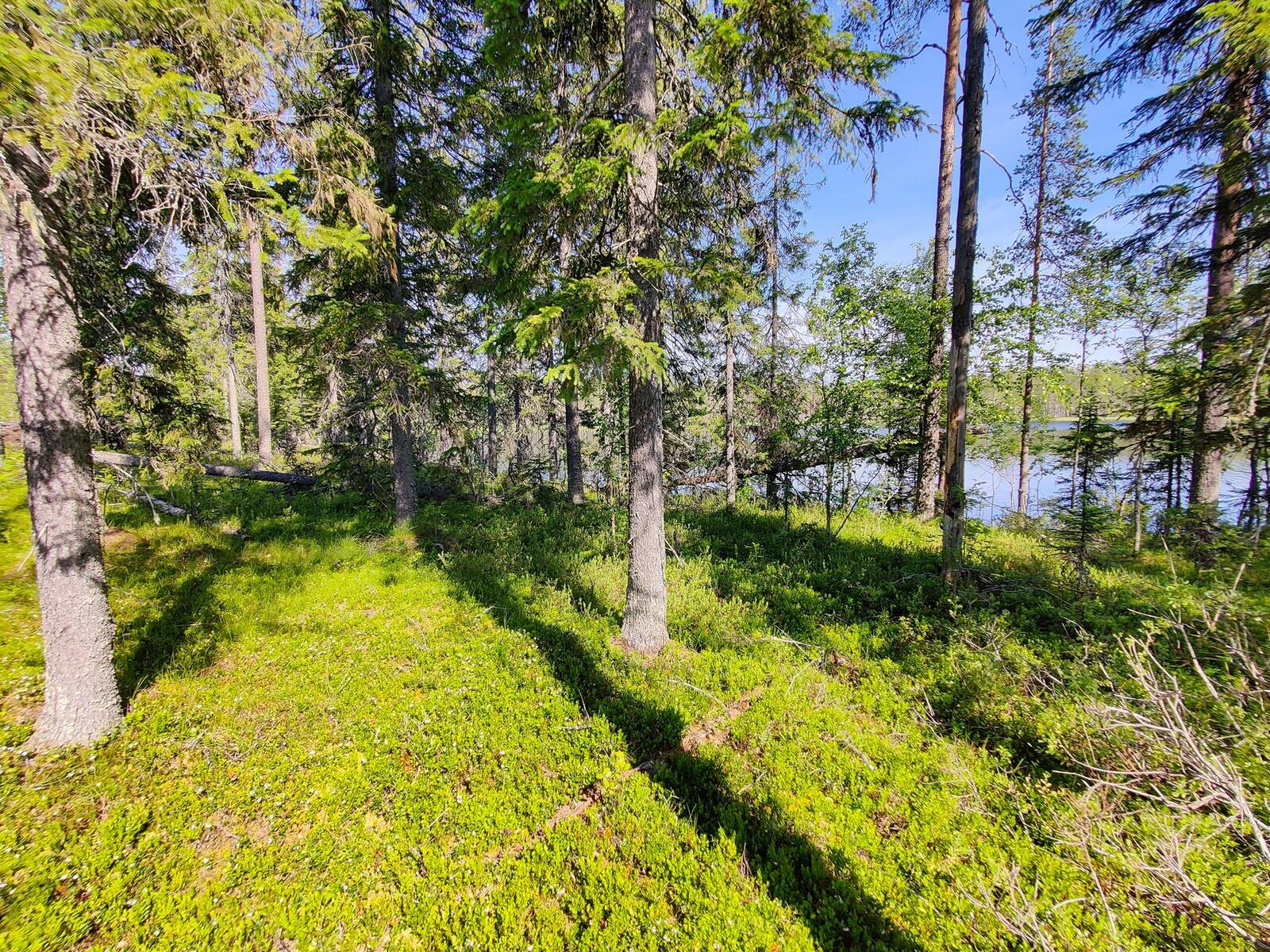 Aurinko paistaa havupuuvaltaiseen metsään, jonka takana häämöttää järvi.