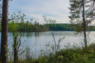 Muutaman rannassa kasvavan puun takana avautuu kesäinen järvimaisema. Vastarannalla on kallio.